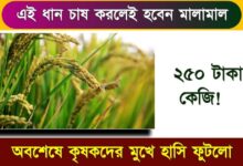 ধান চাষ তথা Rice Cultivation