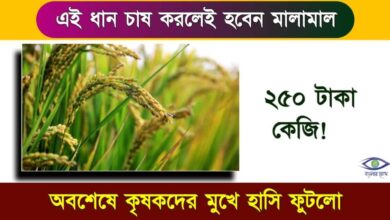 ধান চাষ তথা Rice Cultivation